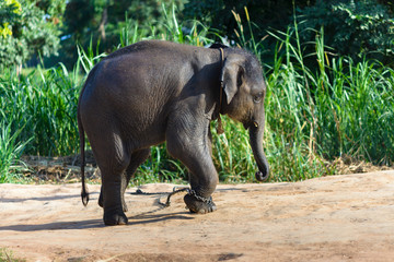The cute little elephant is also chained to because of its naughtyness. It has not been trained and taught well by the babysitter, so it can be dangerous for tourists.