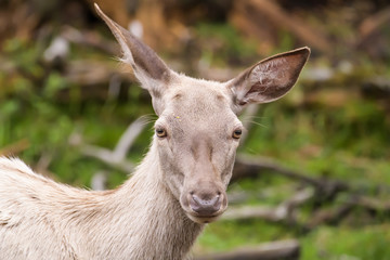 Closeup of a leucistic european red deer
