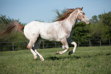 Running Appaloosa Horse