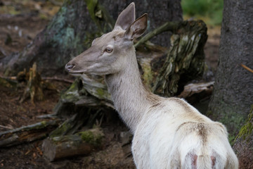 Closeup of a leucistic european red deer