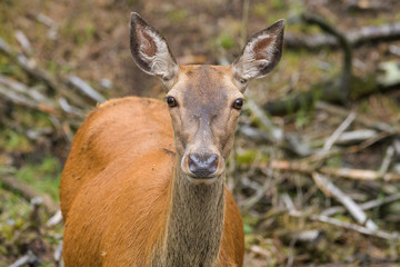 Closeup of a european red deer