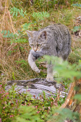 Closeup of a european wild cat in high grass