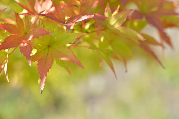 色づき始めたモミジ