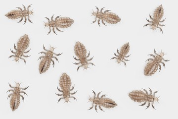 Realistic 3d Render of Head Lice