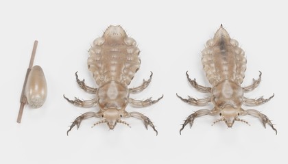 Realistic 3d Render of Head Lice