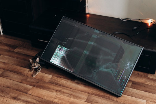 Bengal cat near a broken TV