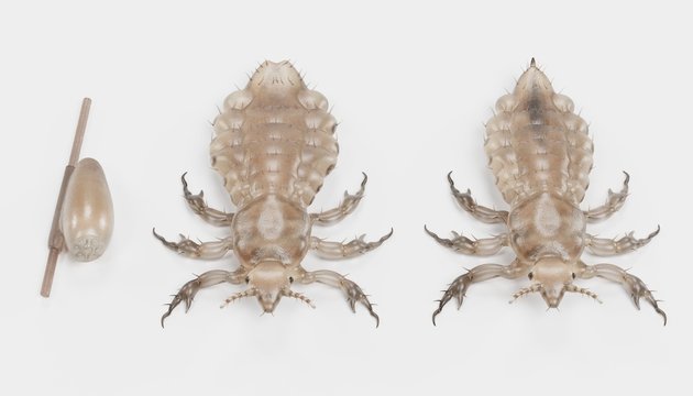 Realistic 3d Render of Head Lice