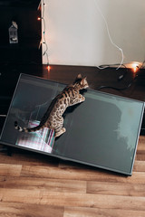 Bengal cat near a broken TV