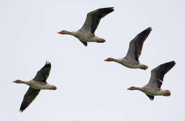 Small Group of Greylag geese in flight in white sky in early spring