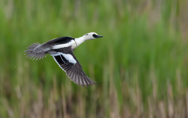 Drake smew fast flying over green grass background in spring