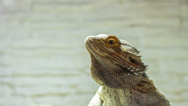 Agama Brodata Pogona vitticeps z rodziny agamowatych