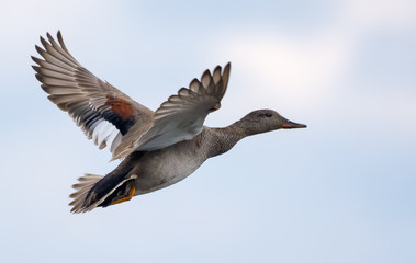 Breeding Drake gadwall in flight over light sky in spring