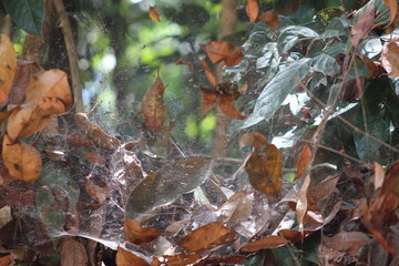 autumn leaves in the forest