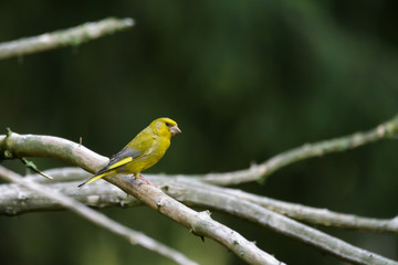 Green finch in a tree