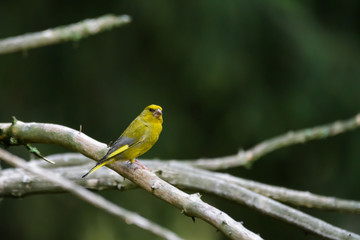 Green finch in a tree