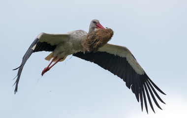 Mature white stork in flight with material for nest construction in its beak