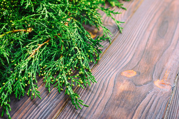Branch thuja on dark wooden background with copy space. Toned