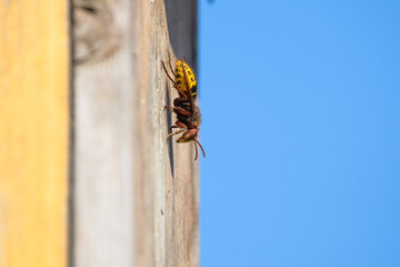 Hornets in a birdhouse