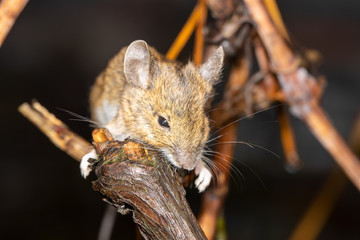 Eine freigestellte Maus klettert auf einer Weinrebe in der Frontale