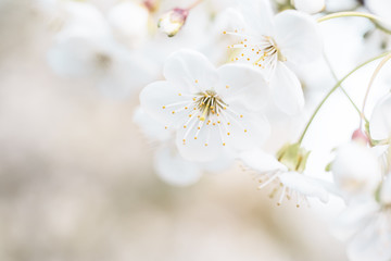 Cherry spring flowers