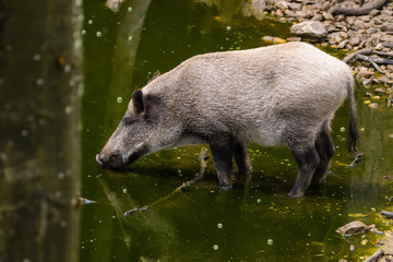 European wild boar looking for food in a puddle of mud