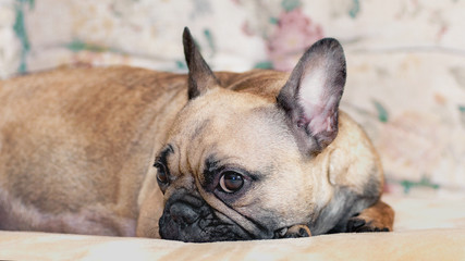 French Bulldog, pale, closely, lies in thought about himself and own affairs