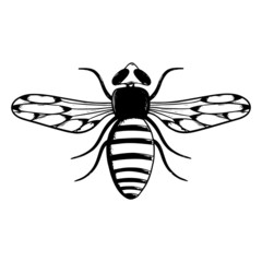 Beetle illustration. Vector beetle