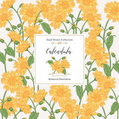 Calendula officinalis square background. Colorful flowers and leaves of calendula plant. Medical herbs. Vector illustration vintage. - obrazy, fototapety, plakaty