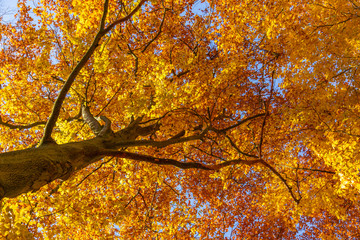 Pure Nature d'automne