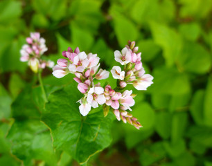Buckwheat flower. Blossoming buckwheat steam on a green leaves background. Closeup, selective focus
