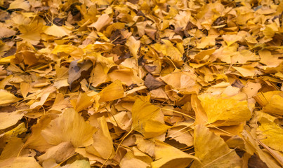 Ginkgo leaves on the ground