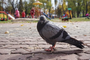 Gray pigeon in the park. City birds. 