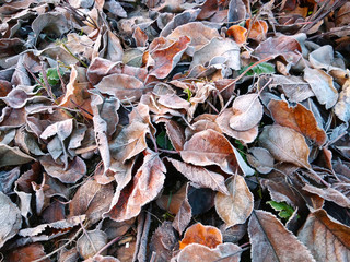 Frosted autumn leaves on the garden floor. First kiss of winter background.