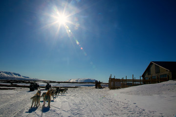 A team of husky sled dogs running on a snowy wilderness road in Iceland