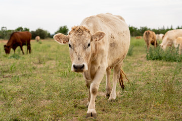 Naklejka na ściany i meble Beautiful cow belonging to a herd, walking towards the camera, in a pasture in the Mallorcan village of Campos