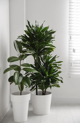 Green tropical plants in light room. Home decoration