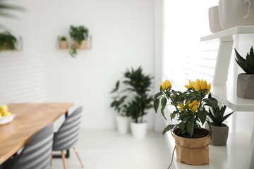 Fototapeta na wymiar Beautiful potted plant on white shelf in light room. Home decoration