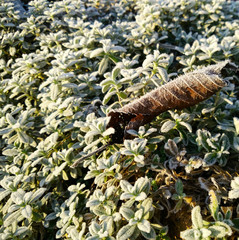 Frosted brown autumn leaf on frozen green grass. First kiss of winter background background. Closeup, selective focus