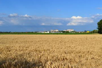 Summer Day and The white clouds that travel blue sky.