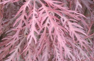 closeup of a texture