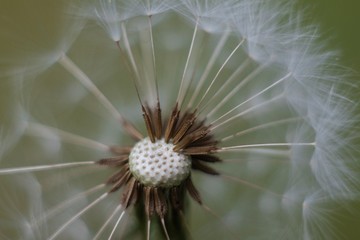 dandelion on a background