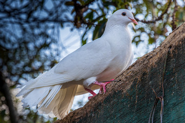 White pigeon on a farm at Samaipata Bolivia.