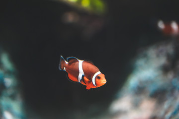 Fototapeta na wymiar Nemo fish or clown fish swimming around aquarium tank. Fish with red and white strip