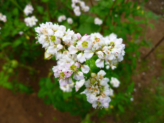 Buckwheat flower. Blossoming buckwheat steam on a green leaves background. Closeup, selective focus