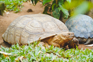 Obraz premium A wild old turtle close up in the zoo in Phu Quoc, Vietnam