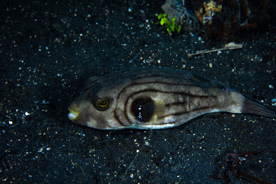 Narrow Lined Pufferfish Arothron manilensis