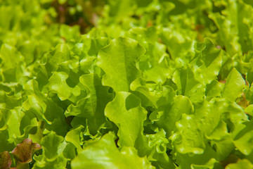 lettuce growing3
