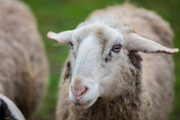 two little sheep in the backyard fence