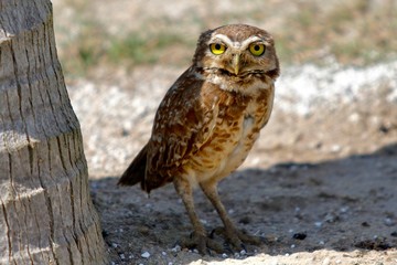 Owl at wild