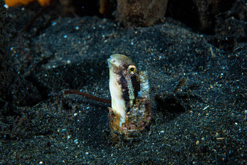 Variable Sabretooth Blenny Petroscirtes variabilis